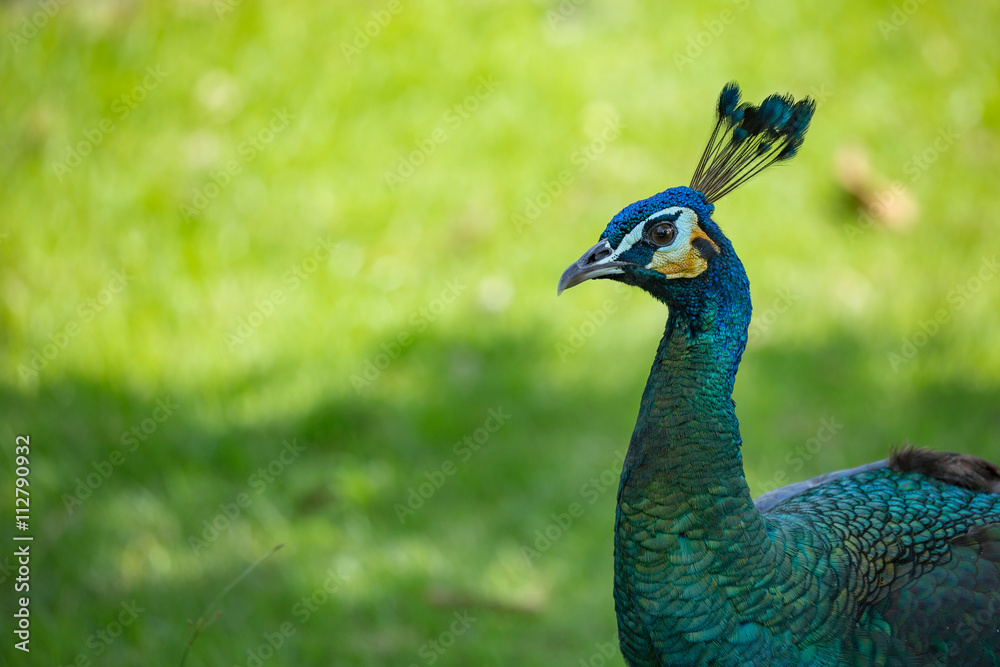 A Green Peafowl (Pavo muticus), casts its shadow against a light green background. Copy-space to the left. A Green Peafowl (Pavo muticus), casts its shadow against a light green background. Copy-space to the left.