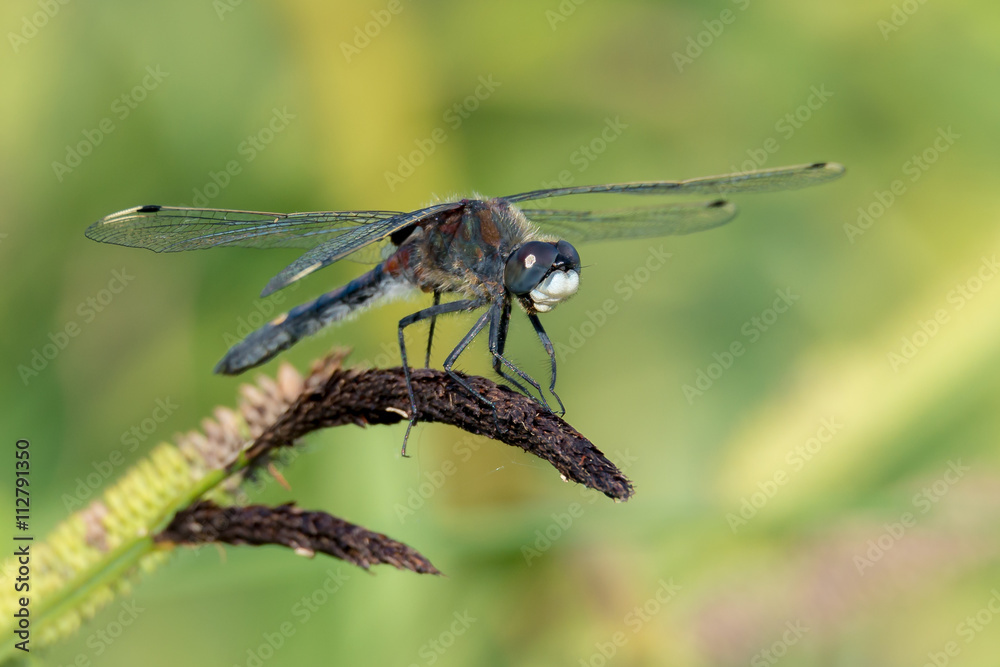 Große Moosjungfer (Leucorrhinia pectoralis) Männchen auf Schilfgras am Tümpel Große Moosjungfer (Leucorrhinia pectoralis) Männchen auf Schilfgras am Tümpel
