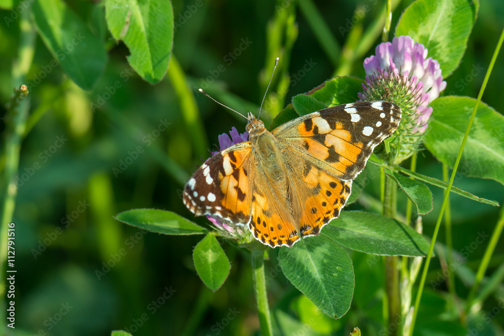 Distelfalter (Vanessa cardui) auf einer Kleeblüte auf einer grünen Wiese Distelfalter (Vanessa cardui) auf einer Kleeblüte auf einer grünen Wiese