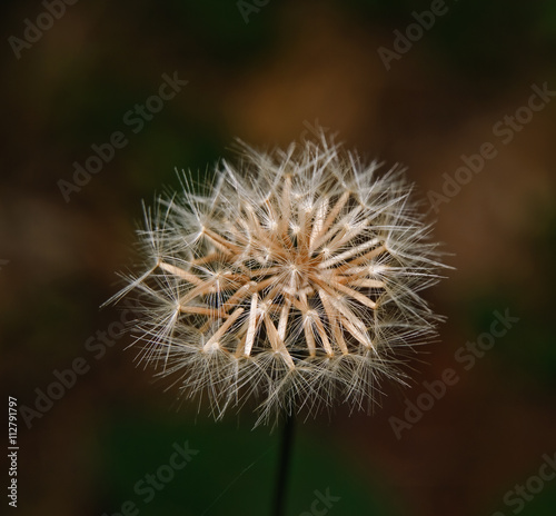 Marsh hawksbeard  Crepis paludosa . Achenes