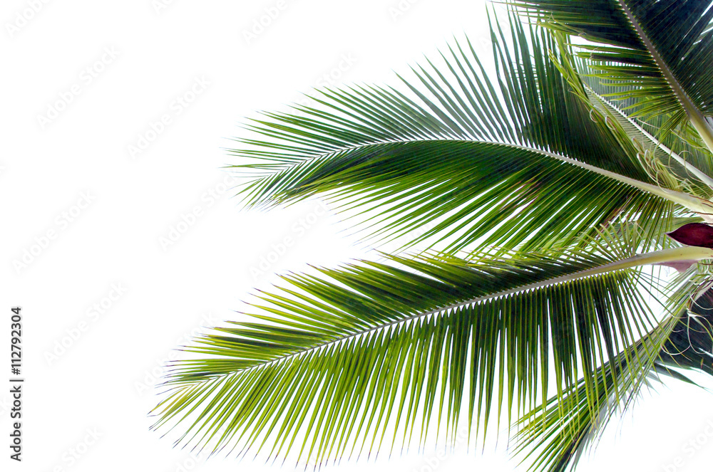 Coconut leaves Coconut leaves