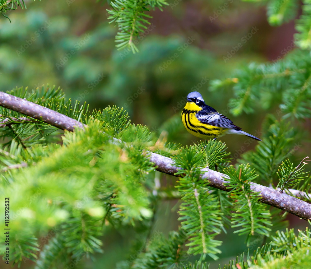 Fototapeta premium The Magnolia Warbler is a handsome and familiar warbler of the northern forests. Though it often forages conspicuously and close to the ground, it is a very shy and hard to photograph.