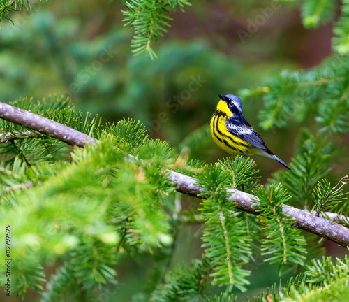 Fotografie, Obraz The Magnolia Warbler is a handsome and familiar warbler of the northern forests