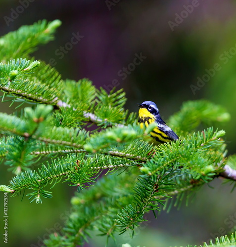 The Magnolia Warbler is a handsome and familiar warbler of the northern forests. Though it often forages conspicuously and close to the ground, it is a very shy and hard to photograph. © Hummingbird Art