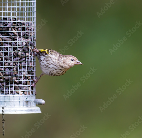 The pine siskin is a North American bird in the finch family. It is a migratory bird with an extremely sporadic winter range.