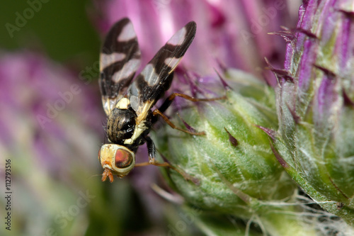 Thistle gall fly (Urophora cardui). Small fly with patterned wings in the family Tephritidae, causing galls to form on creeping thistle (Cirsium vulgare) photo