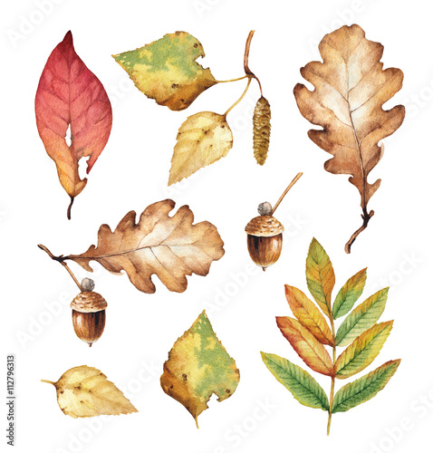 Watercolor illustrations of leaves photo