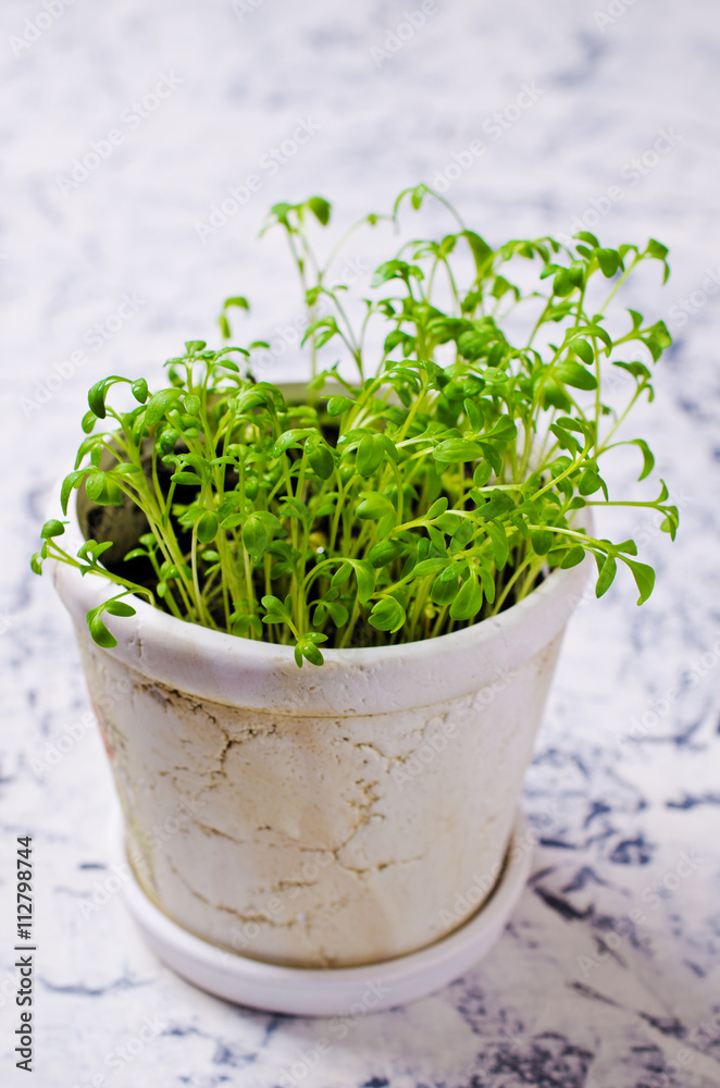Seedlings of green watercress Seedlings of green watercress