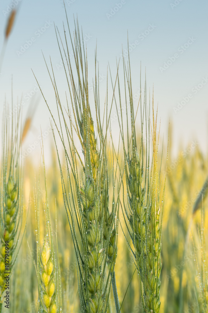 Obraz premium Колоски пшеницы в лучах рассвета