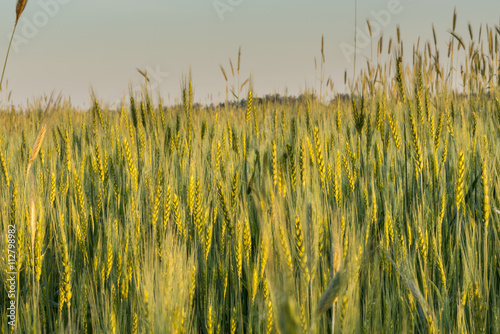 Колоски пшеницы в лучах рассвета
