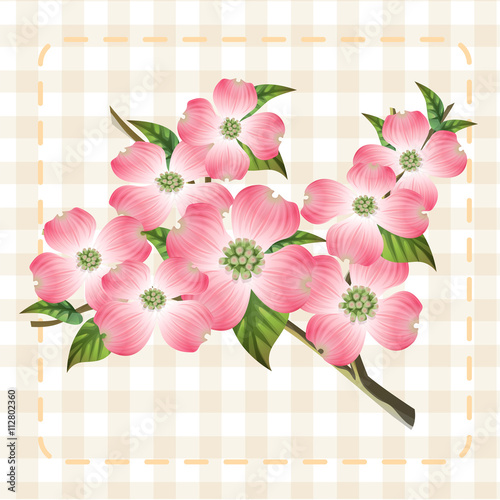 pink dogwood cornus hanamizuki flower illustration vector