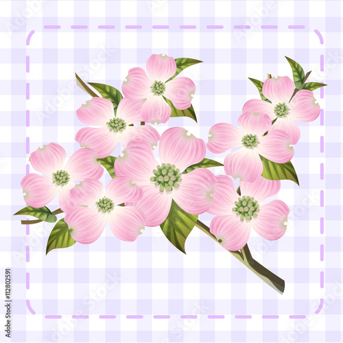 white pink dogwood cornus hanamizuki flower illustration vector photo