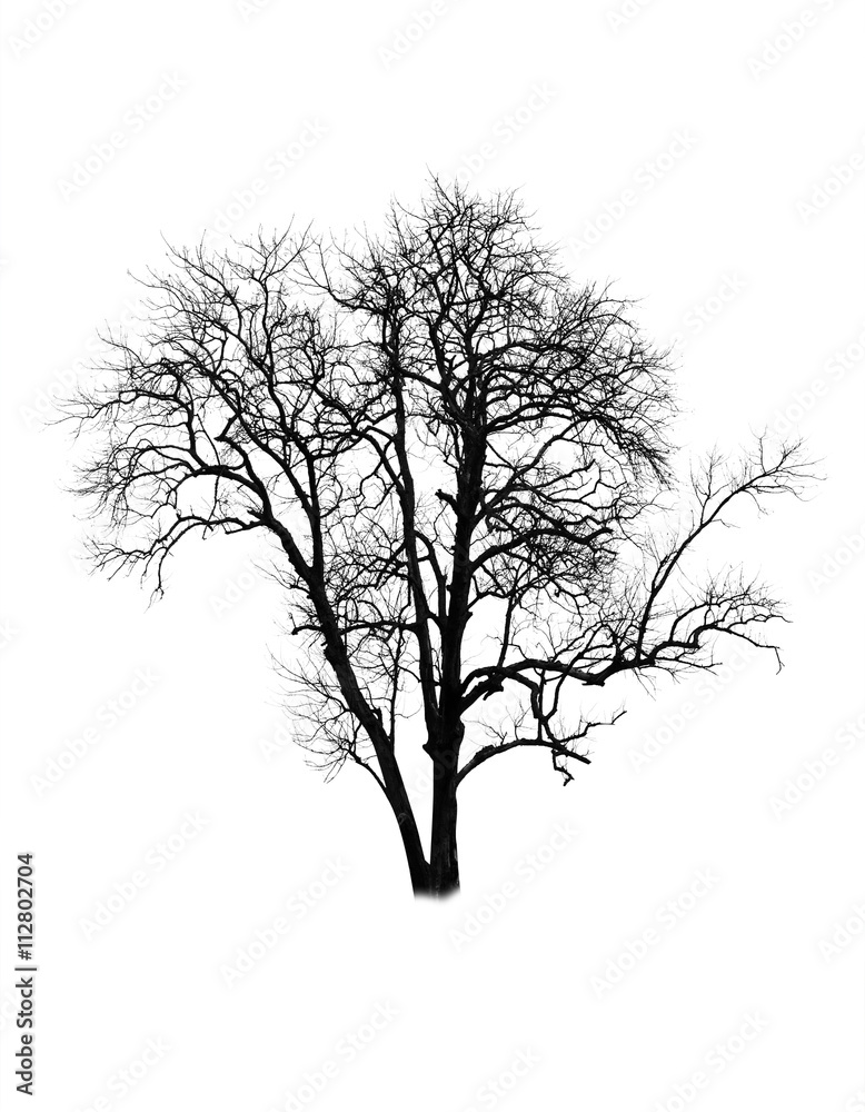 Dead tree isolated on white background Dead tree isolated on white background