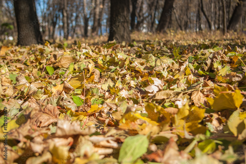 Autumn park in sunny day