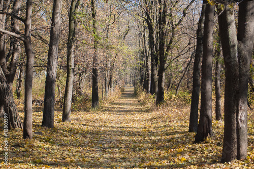 Autumn park in sunny day