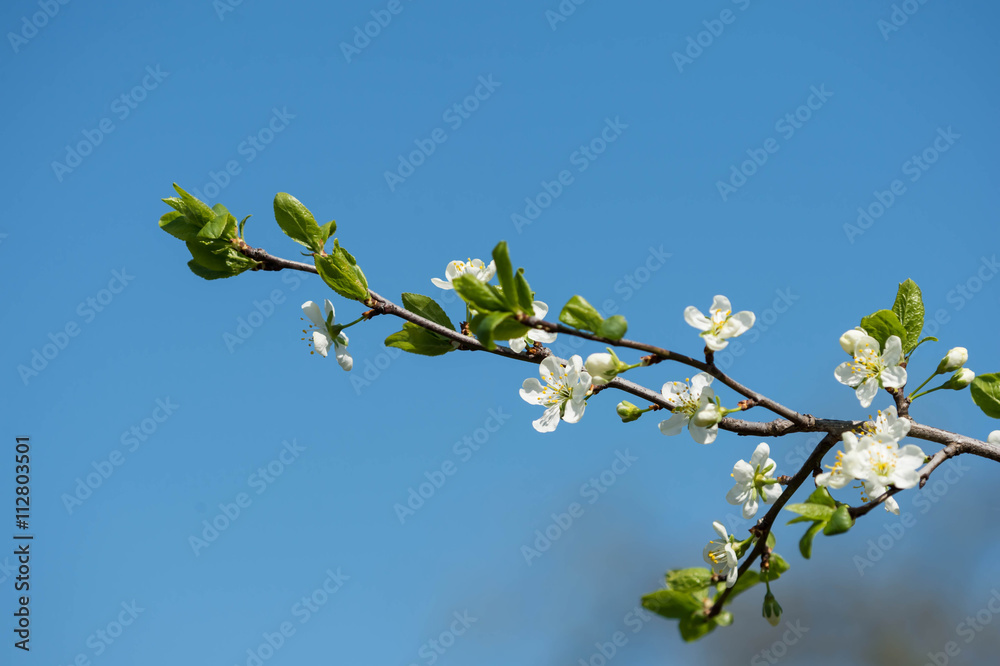 Blooming cherry tree against the blue sky