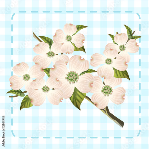 white dogwood cornus hanamizuki flower illustration vector
