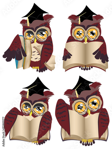 Brown Wise Owl