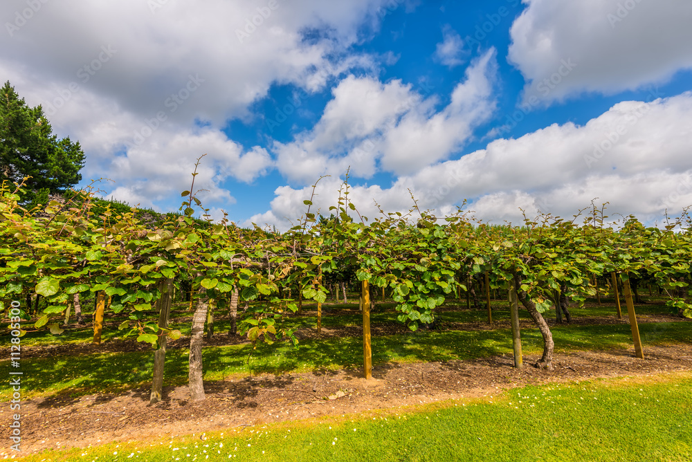 Naklejka premium Kiwi plantation