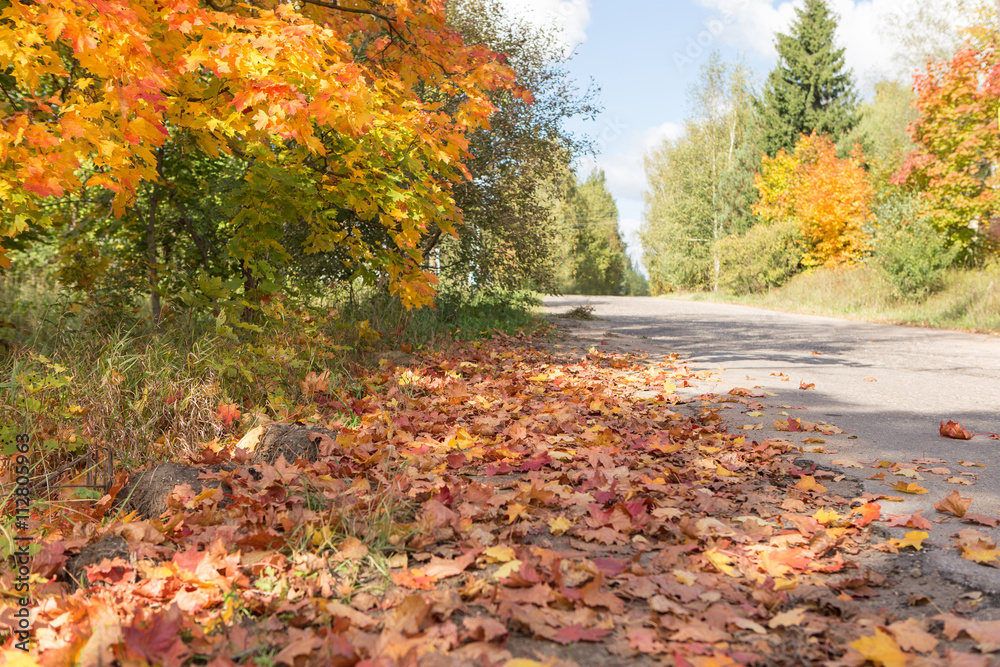 road autumn, maple