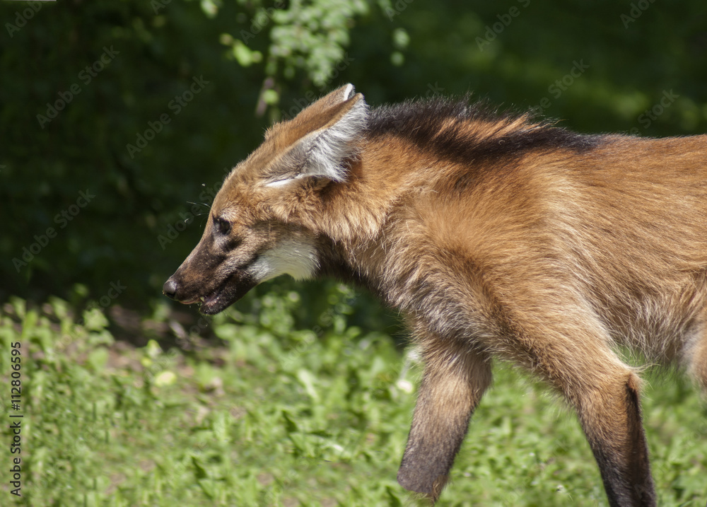 Fototapeta premium wilk