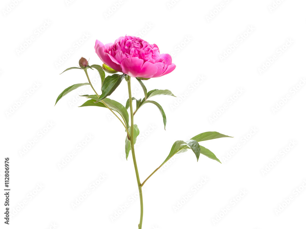 Isolated pink peony Isolated pink peony