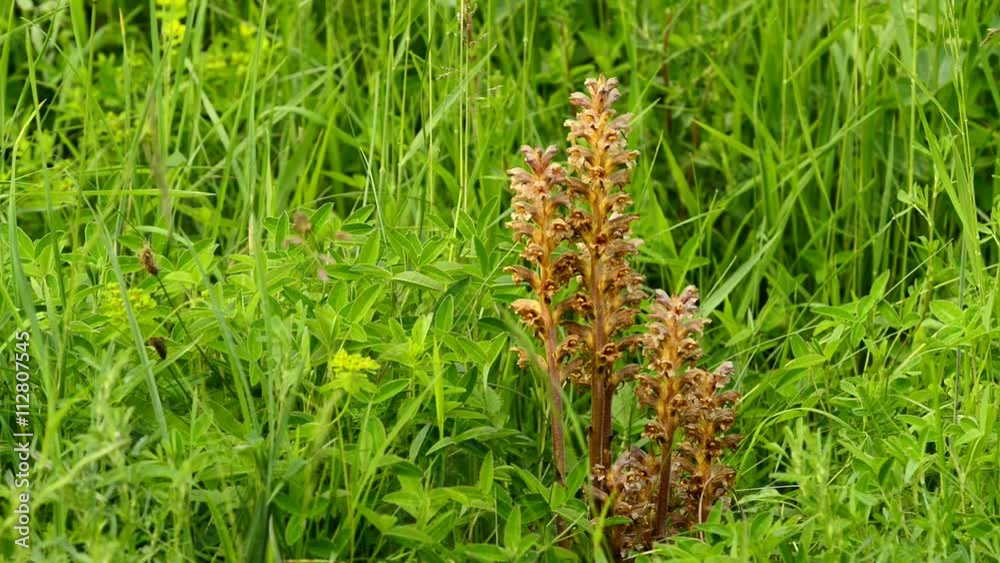 Nestwurz, heimische Orchidee auf der Schwäbischen Alb
Nestwurz, heimische Orchidee auf der Schwäbischen Alb
