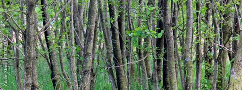Morass of trees with forest floor covered with horsetail - equisetum 