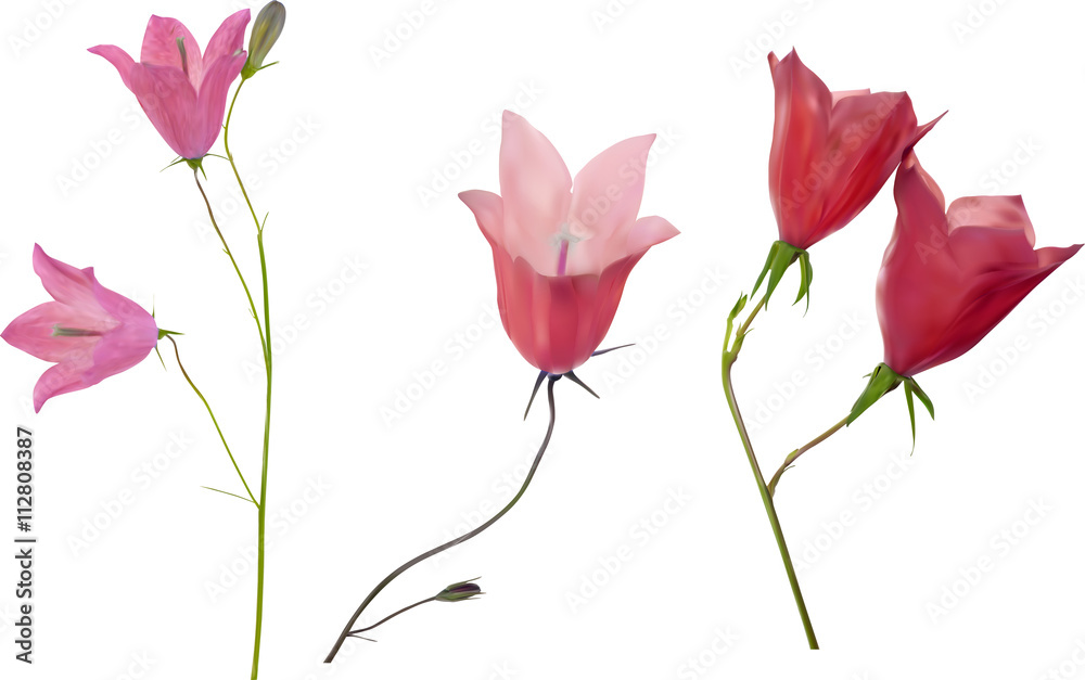 three pink campanula flowers isolated on white