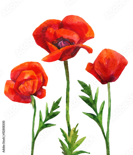 Watercolor poppies field