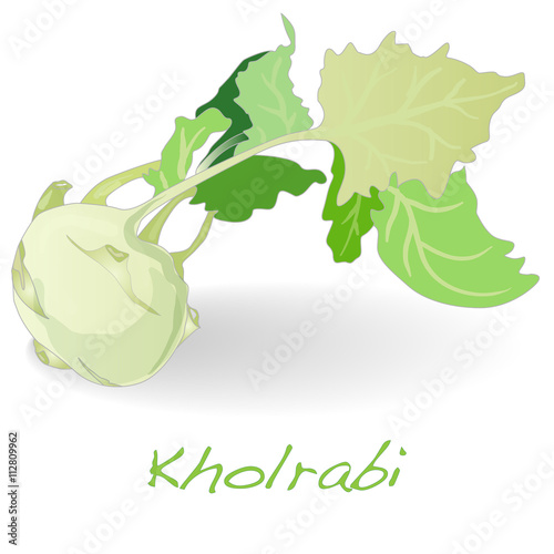 Fresh kohlrabi vector