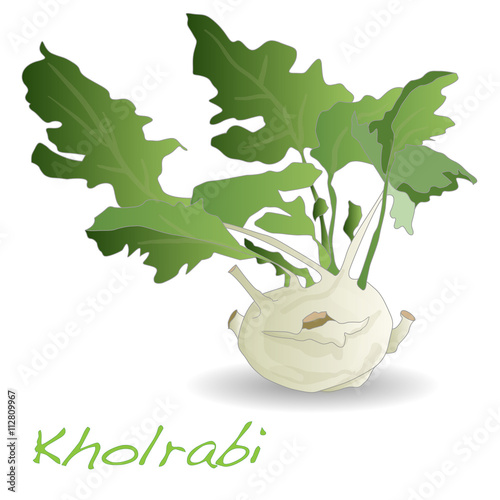 Fresh kohlrabi vector