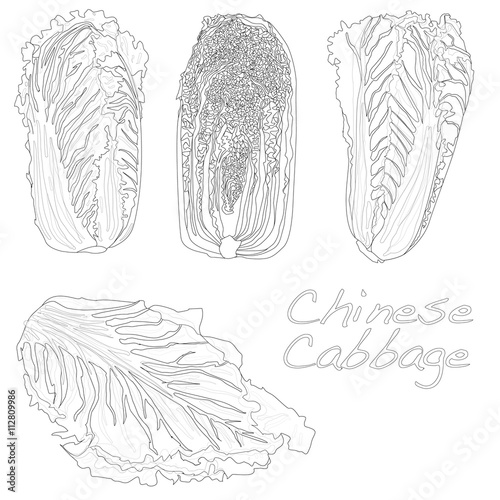 fresh chinese cabbage vector