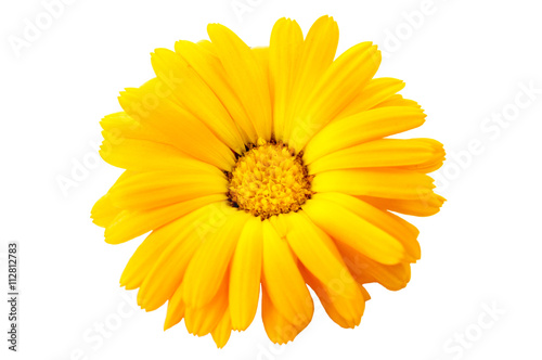 Marigold flower with dew drops isolated on white background