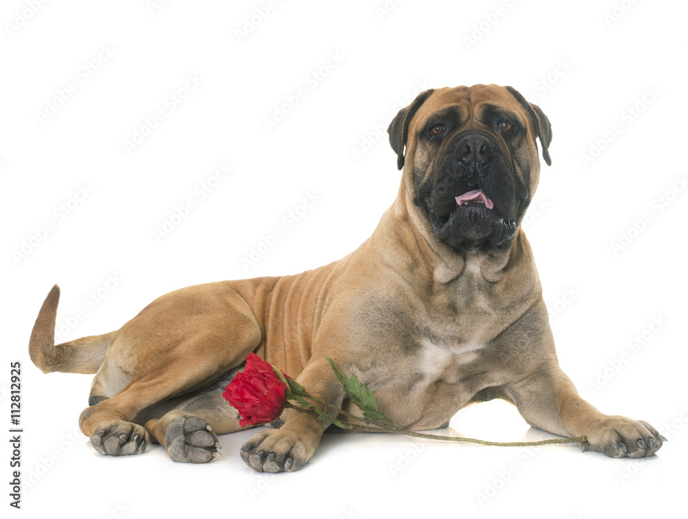 bull mastiff in studio