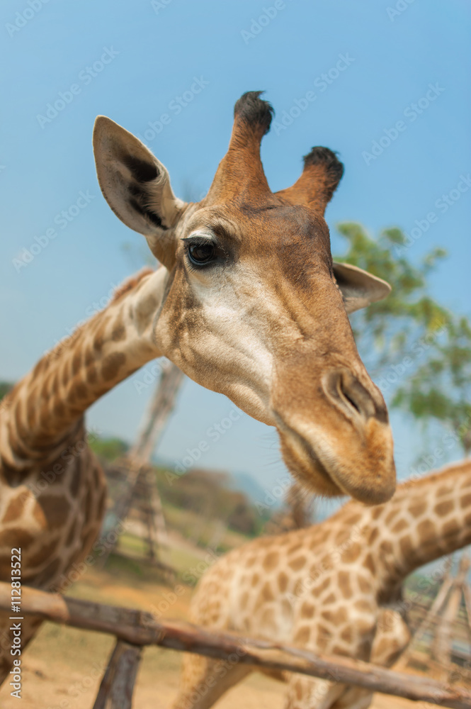 Close up of giraffe head
