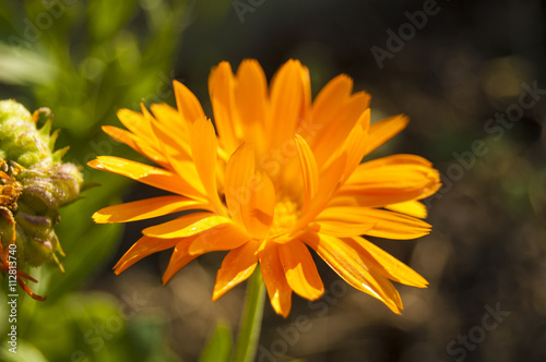 Wallpaper Macro orange flower on blur background