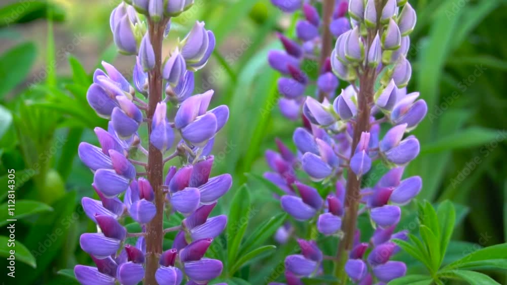 Bee on a lupine flower slow motion Bee on a lupine flower slow motion