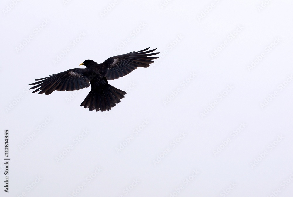 Obraz premium Free alpendohle