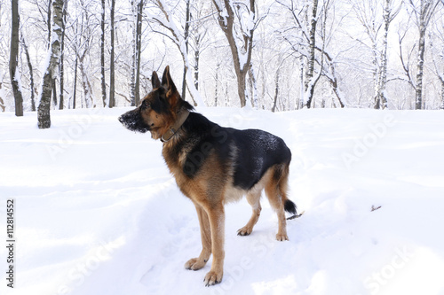 German shepherd dog on snow in winter day