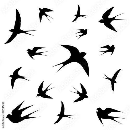 birds vector