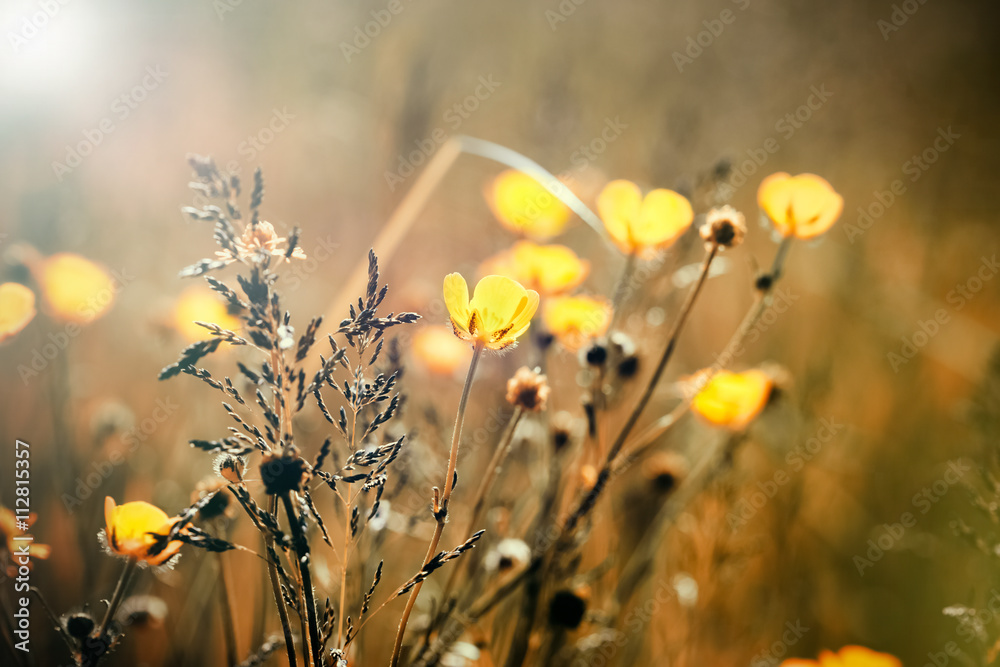 Yellow meadow flowers - buttercup flower