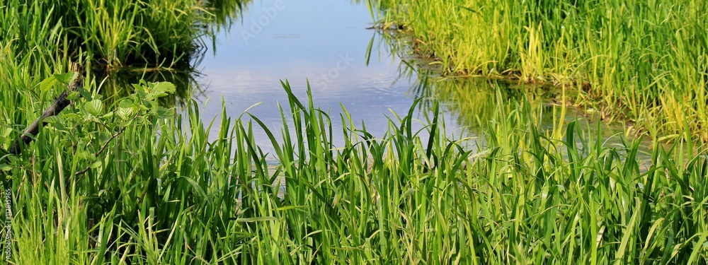 Obraz premium Wetland with small stream surrounded by grass