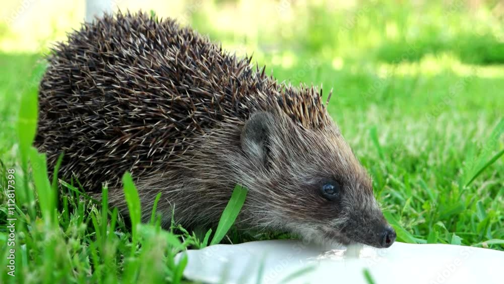 Muzzle of a hedgehog on a green grass varnish milk close up. hedgehog drinks milk, beautiful picture with good light. Cute Hedgehog. Hand pet. Domesticated, tamed wild animal. 