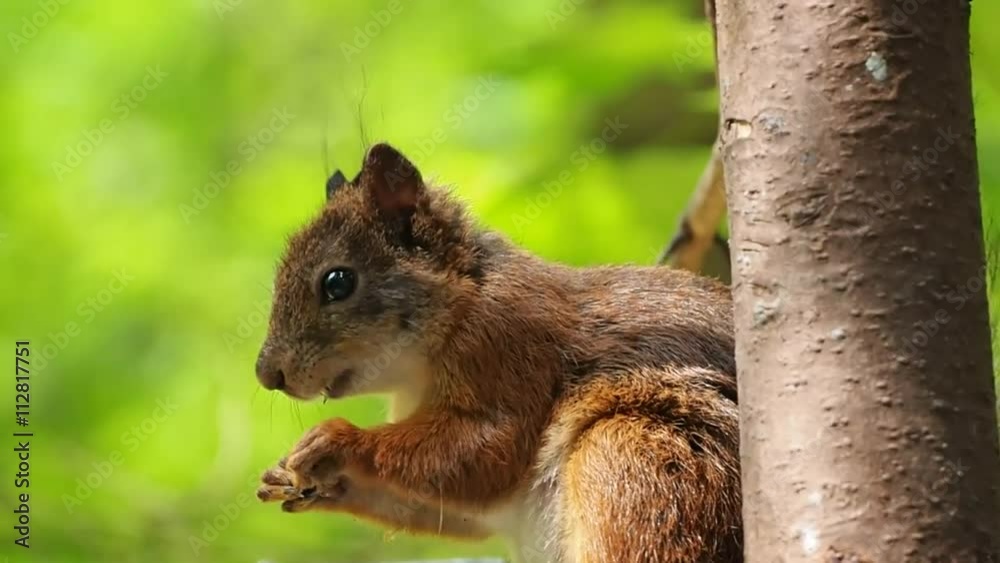 Белка на кормушке грызет семечки