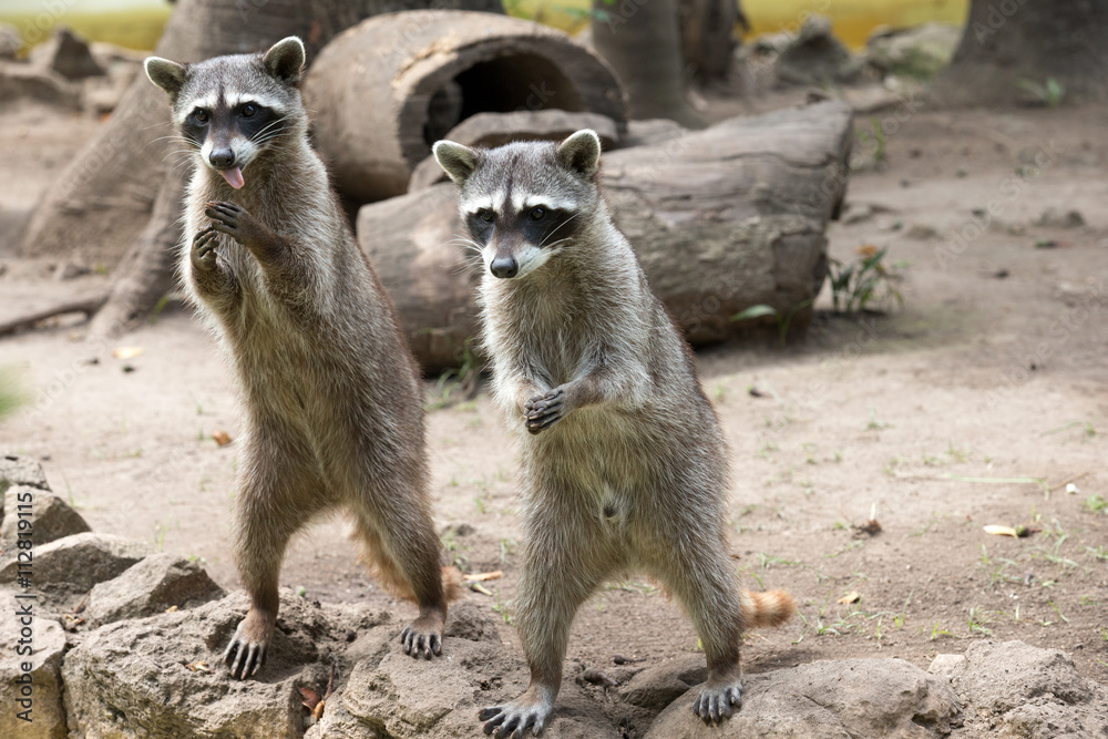 Fototapeta premium Raccoon