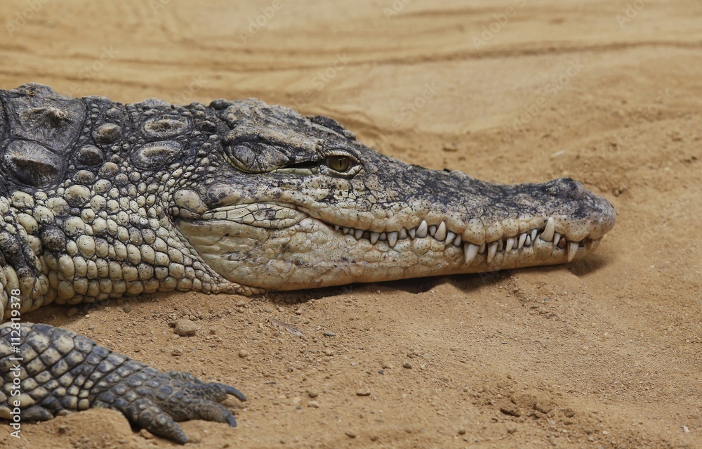 Naklejka premium El cocodrilo del Nilo (Crocodylus niloticus) es una especie de saurópsido crocodilio de la familia Crocodylidae. 