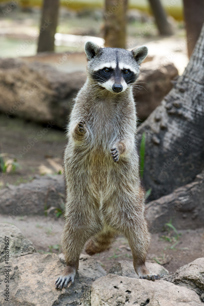 Fototapeta premium Raccoon