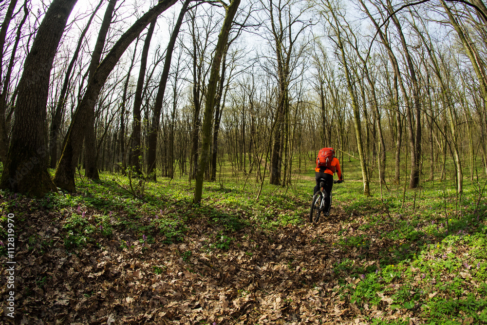 Cyclist Riding the Bike in Beautiful Spring Forest Cyclist Riding the Bike in Beautiful Spring Forest