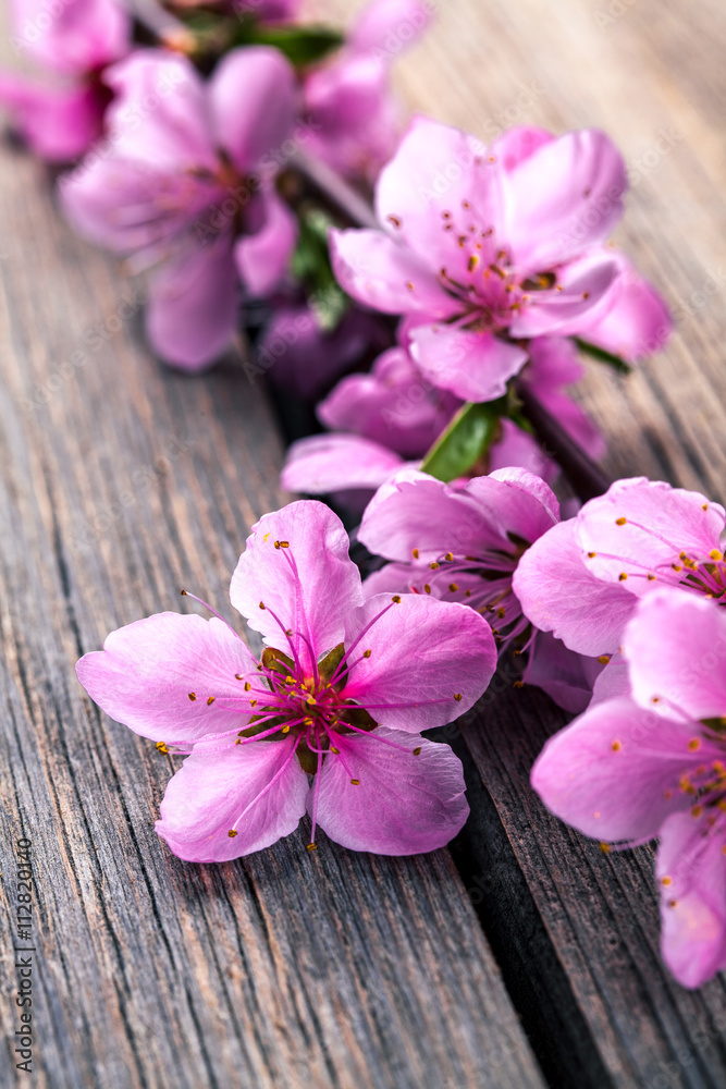Peach blossom on old wooden background. Fruit flowers. Peach blossom on old wooden background. Fruit flowers.